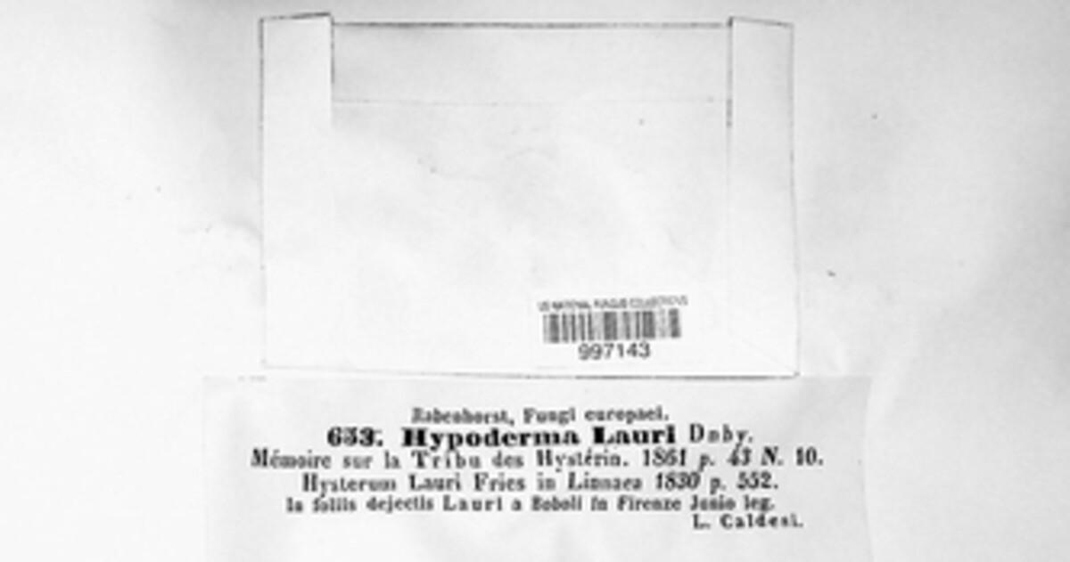 Hypoderma lauri image